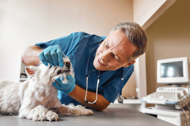 Best Tooth Infection Emergency Dentist  in Smithfield, UT